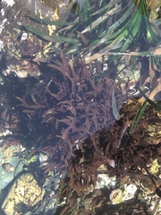 Prionitis lanceolata