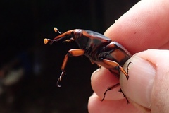 Rhynchophorus