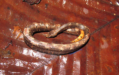 Trachyboa boulengeri
