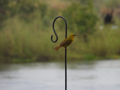 Holub's Golden Weaver (Ploceus xanthops), photo 6
