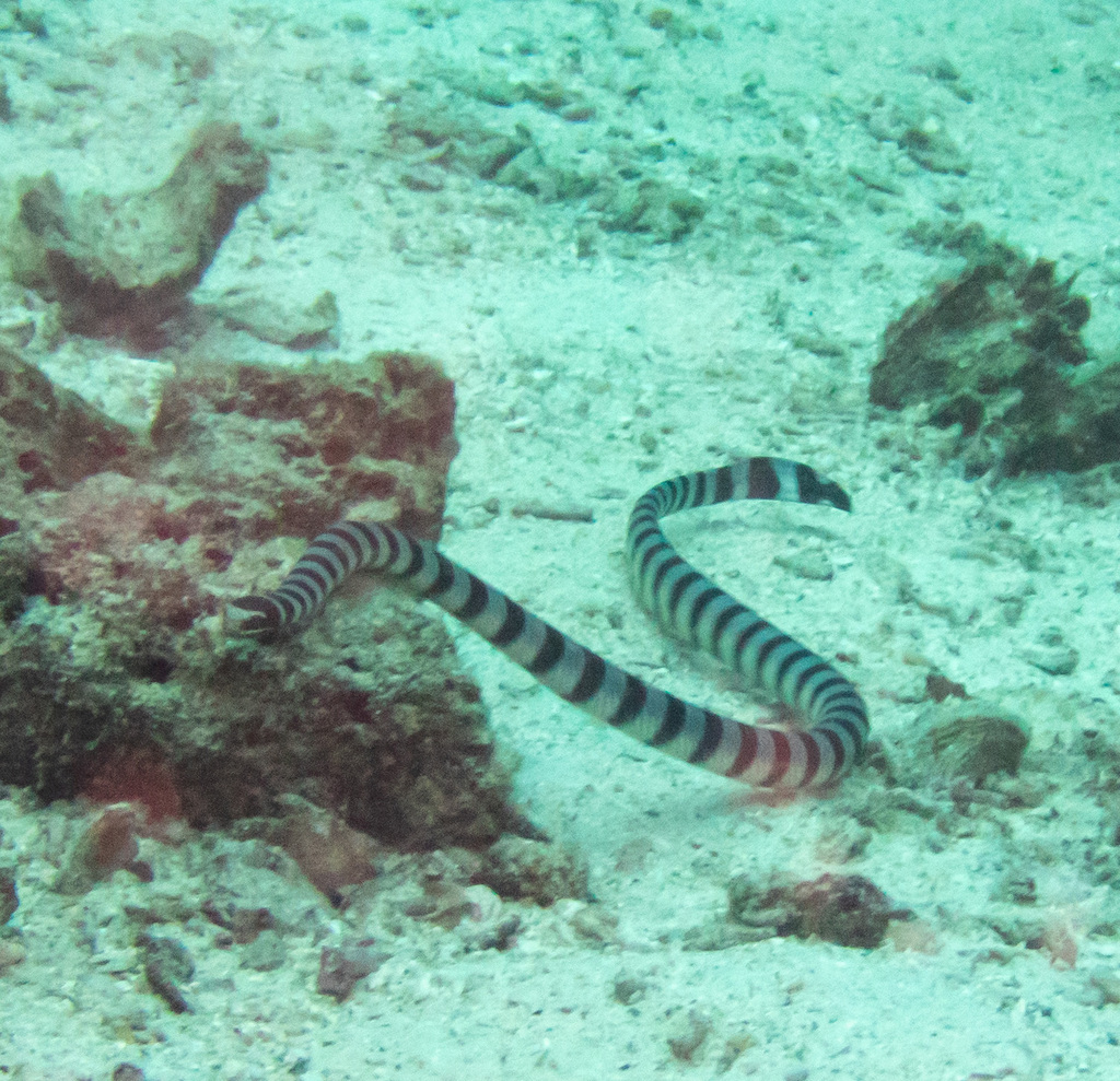 Banded sea krait swimming over pale sand in Thailand