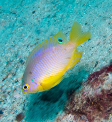 Eyespot Damselfish photo 3