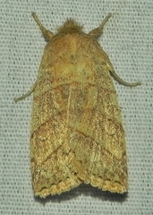 Pyreferra citrombra