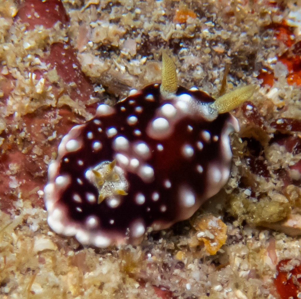 Geometric Rainbow Dorid