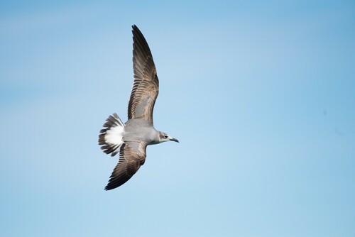 Laughing Gull photographed in Arizona