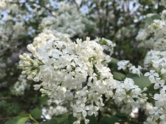 Syringa