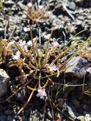Claytonia exigua