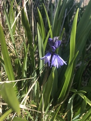 Hyacinthoides non-scripta