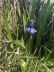 Hyacinthoides non-scripta