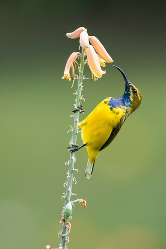Sahul Sunbird (Cinnyris frenatus), photo 7