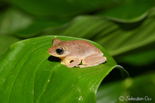 Kurixalus appendiculatus observed 2023-12-01