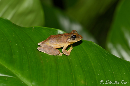Kurixalus appendiculatus observed 2023-12-01