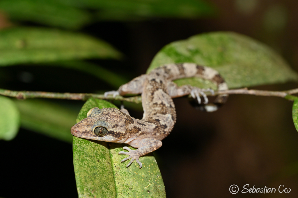 Annulated Bow-Fingered Gecko