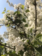 Syringa