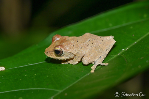 Kurixalus appendiculatus observed 2023-12-01