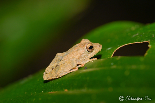 Kurixalus appendiculatus observed 2023-12-01