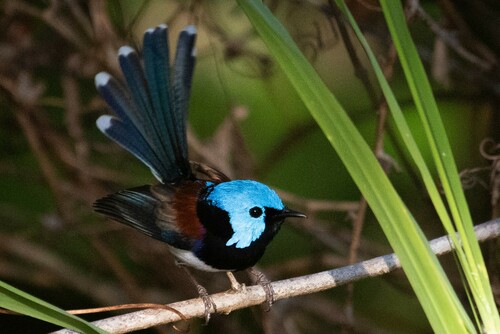 Lovely Fairywren (Malurus amabilis), photo 10