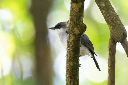 Mangrove Robin (Melanodryas pulverulenta), photo 4