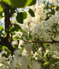 Syringa