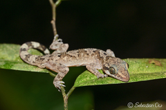Annulated Bow-Fingered Gecko photo 2
