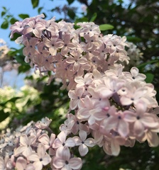 Syringa