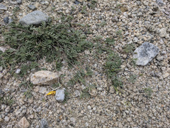 Astragalus nuttallianus imperfectus