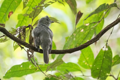 Screaming Piha (Lipaugus vociferans)