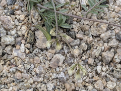 Astragalus nuttallianus imperfectus