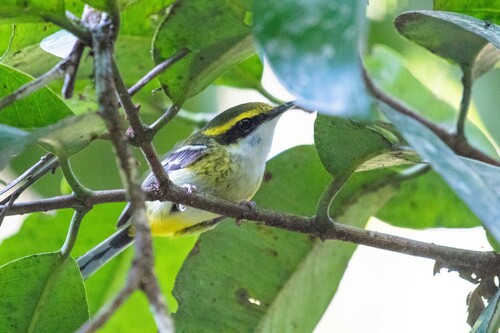 Yellow-breasted Boatbill (Machaerirhynchus flaviventer), photo 6