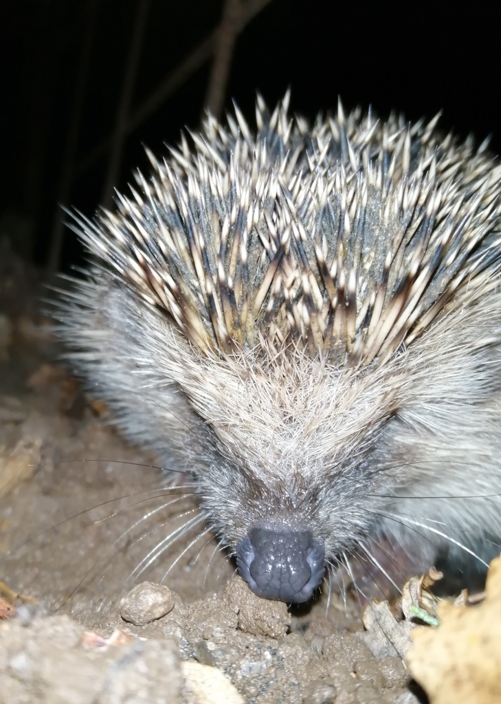 Common Hedgehog from BARBARANO | Macchia Cesata # f11271, 01010 ...