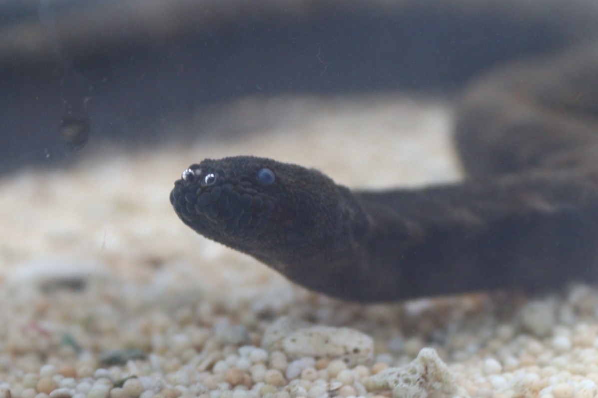 Acrochordus granulatus (Schneider, 1799)