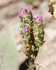 Orthocarpus cuspidatus cryptanthus