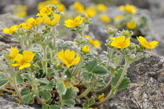 Potentilla villosa