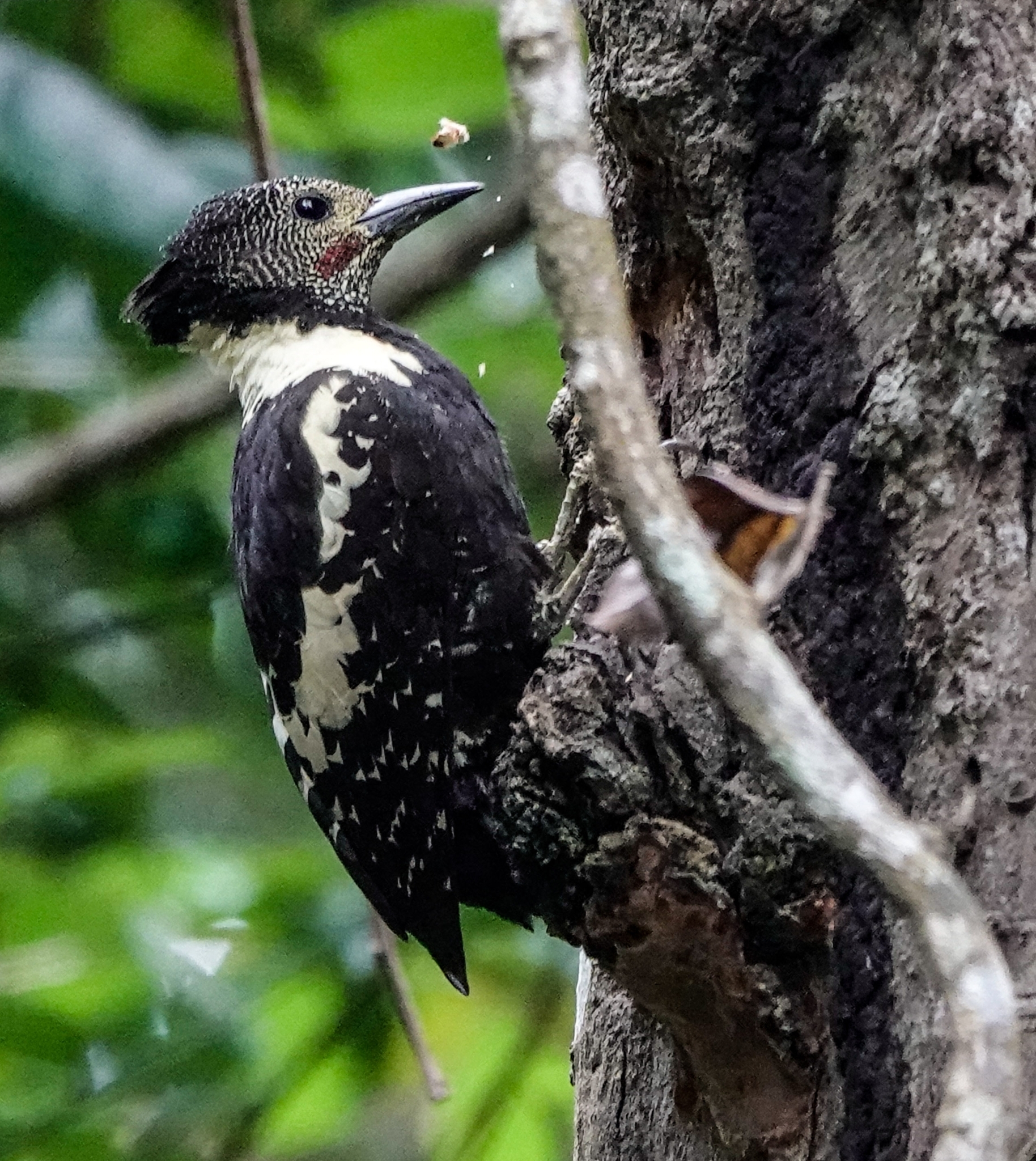 Black-and-buff Woodpecker (Meiglyptes jugularis), photo 9