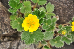 Potentilla villosa