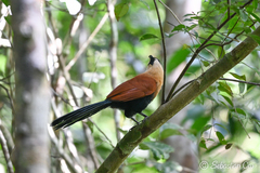 Black-Faced Coucal photo 3