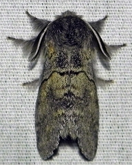 Gluphisia lintneri