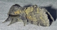 Gluphisia lintneri