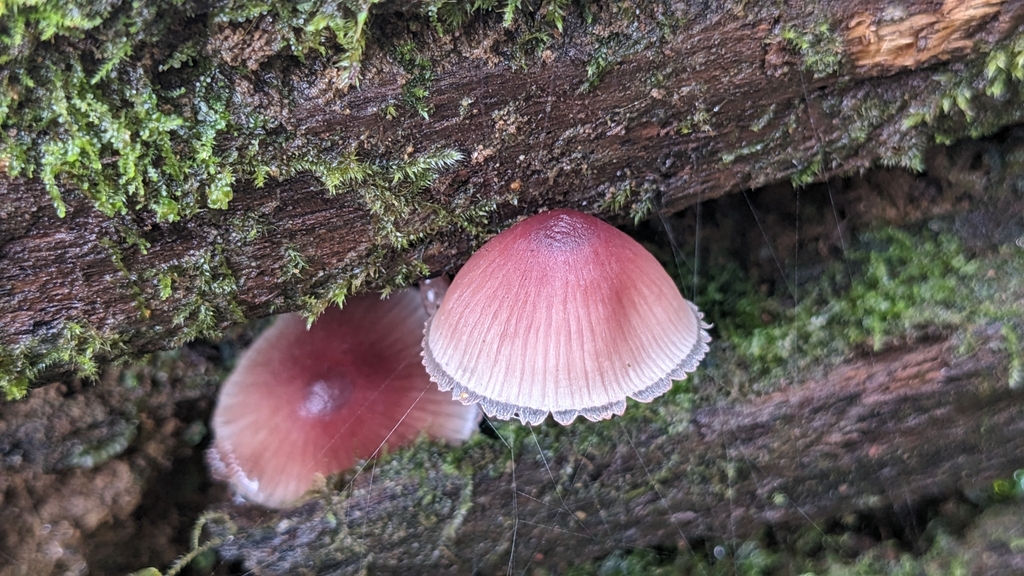 Mycena haematopus · December 2023 · photo: © chengte (iNaturalist, cc-by)