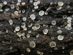 Orbiliales