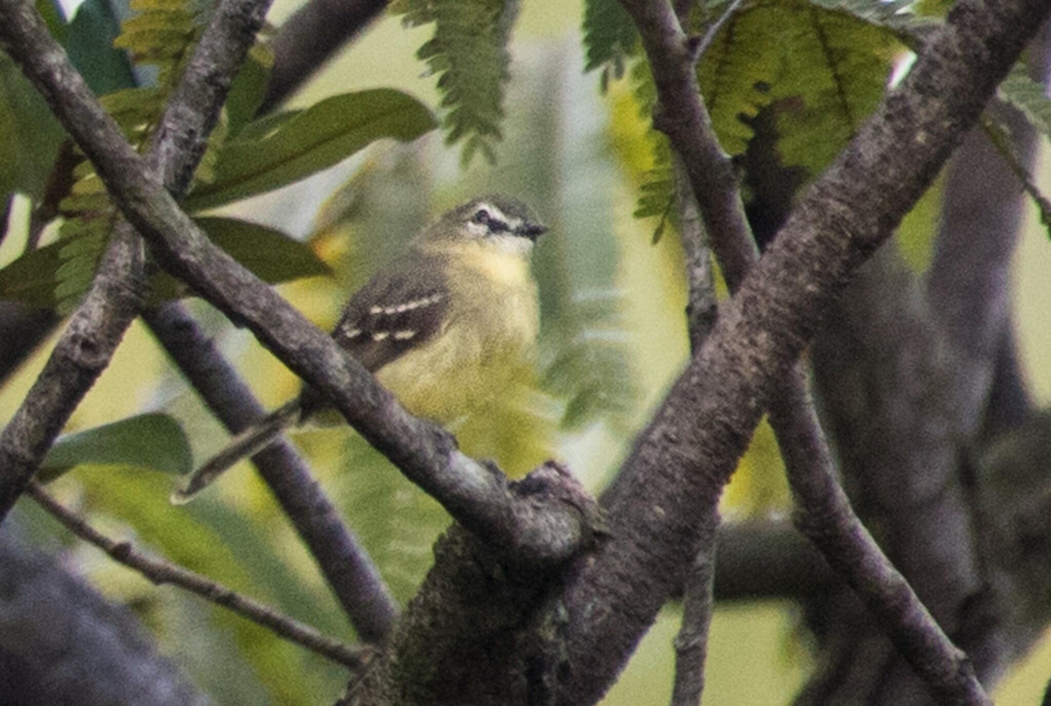 Amazonian Inezia (Inezia subflava), photo 2