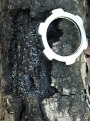 Orbiliales