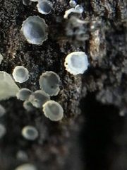 Orbiliales