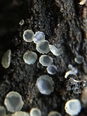 Orbiliales