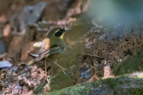 Yellow-throated Scrubwren (Neosericornis citreogularis), photo 10