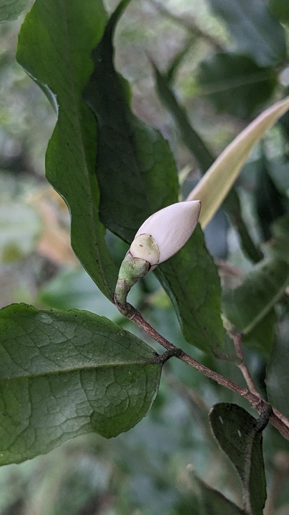 Camellia caudata (Camellia caudata)