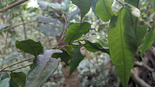 Camellia caudata, photograph 6