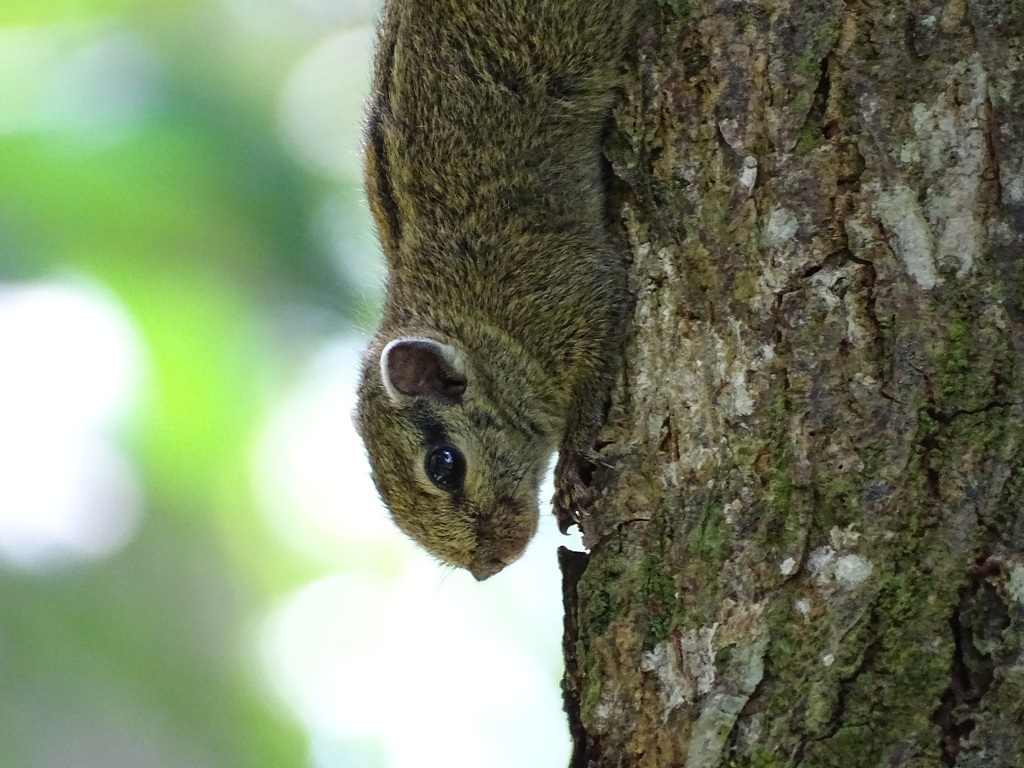 Alexander's Bush Squirrel