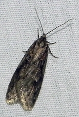 Semioscopis aurorella