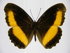 Eurytela alinda